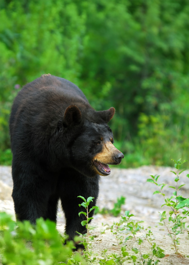 Bear Hunting Royal St-Cyr